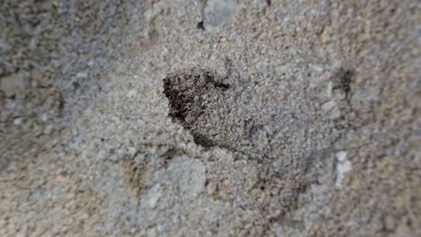 mittlere makroaufnahme eines kleinen ameisenhügels im sand eines kleinen gartens in brasilien mit schwarzen arbeiterameisen, die an einem warmen sonnigen sommertag herumlaufen und nahrung und vorräte sammeln