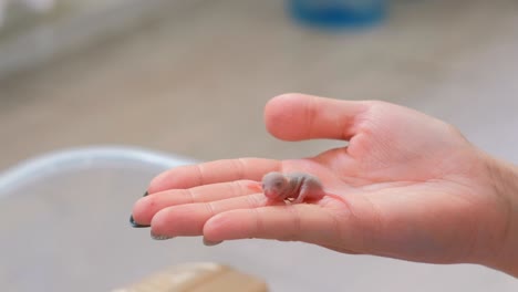 newborn little blind mouse in woman's hand. close-up woman's hand.