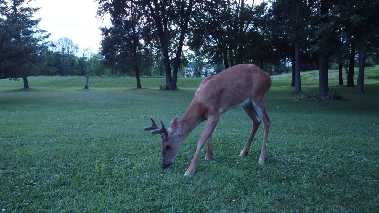 ciervo macho caminando en el área del bosque pastando