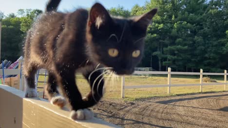 cat walking on fence at a farm