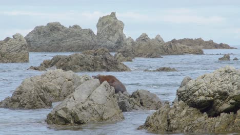 Eine-Pelzrobbe,-Die-Auf-Einem-Felsen-Im-Meer-Sitzt