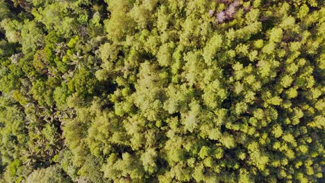 Drone-Disparó-Selva-Tropical