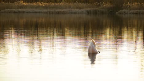 un hermoso cisne blanco, mudo, cygnus olor, buceando en busca de comida en un lago durante la puesta de sol - plano general