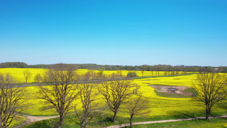 scenic farm landscape with bright yellow canola rapeseed fields