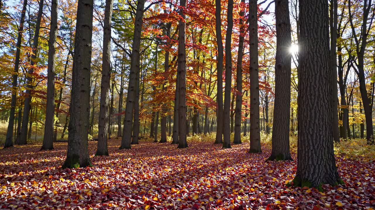 A low-angle video captures a serene autumn forest with sunlight filtering through tall trees