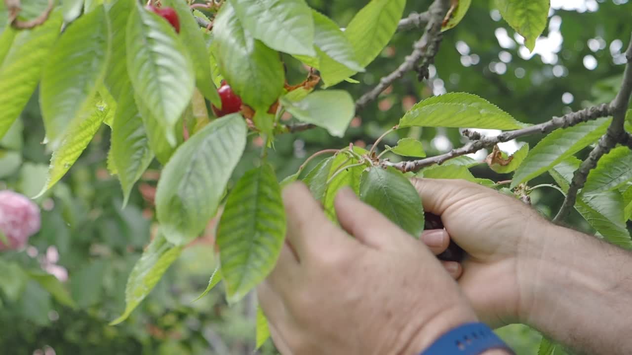 Man picking cherries from a tree