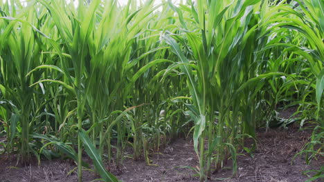 cultivo de plantas de maíz en un campo