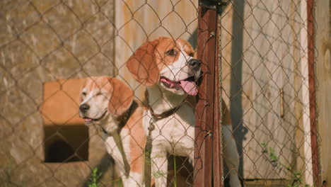 dos perros detrás de una valla de cadena en un entorno al aire libre soleado cerca de una puerta de madera desgastada, ambos mirando a su alrededor con calma, el fondo presenta un edificio rústico