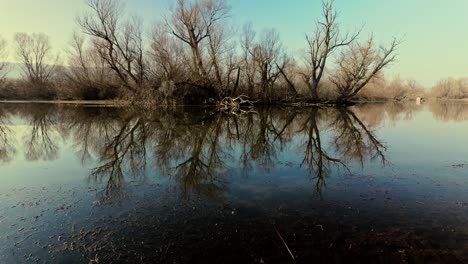 leafless tree branches of winter reflect on the calm, mirror-like surface of a river. lifting shot