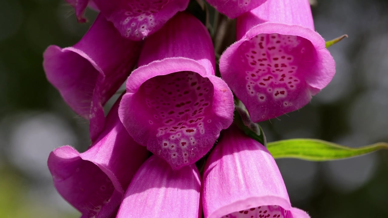 Primo piano di fiori di digitale, Digitalis purpurea. Estate. Regno Unito