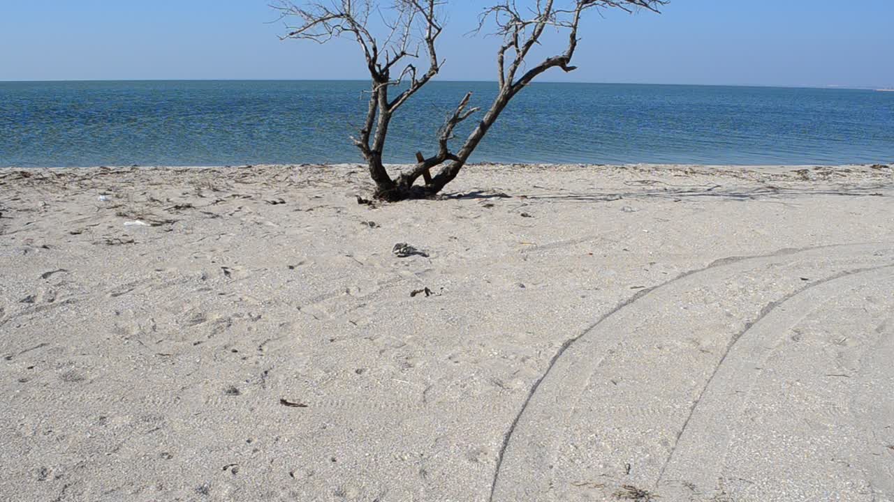 Eenzame boom. Zeekust in de lente