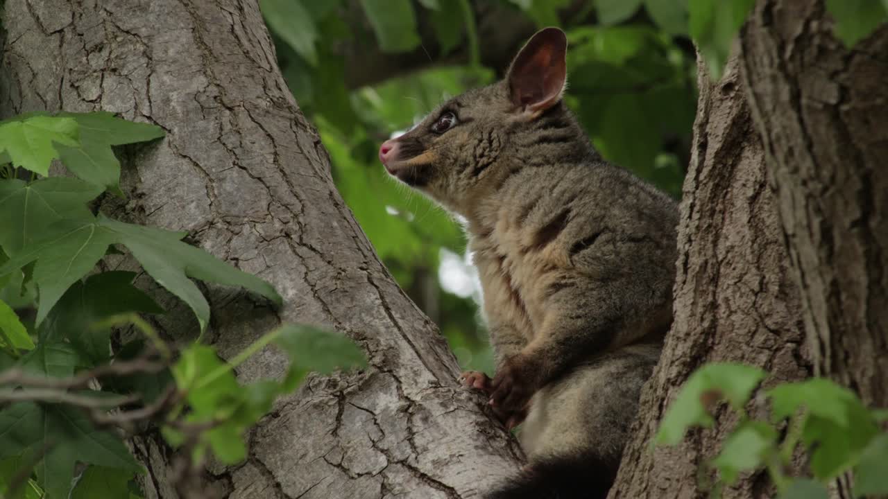 un joven opossum australiano sentado pacíficamente en un árbol durante un cálido día de primavera