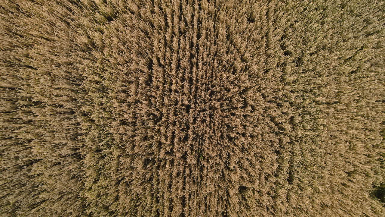 trigo maduro en el campo, acercándose el tiempo de la cosecha