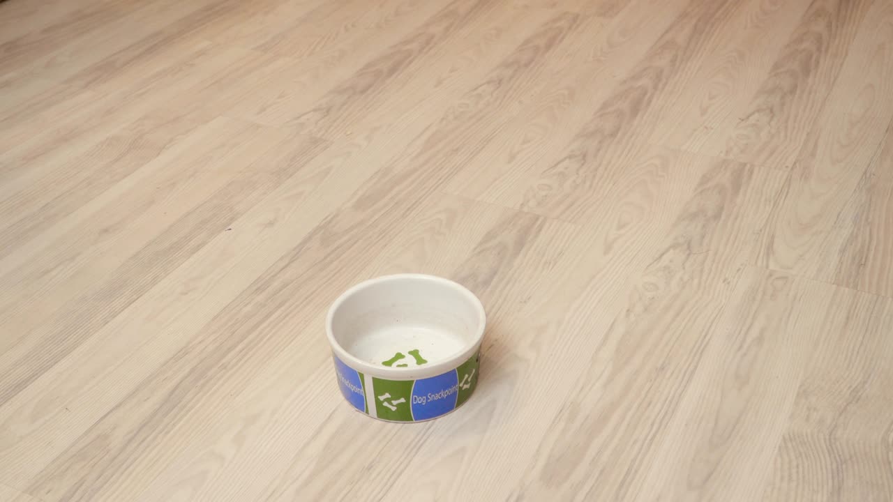 el lindo spaniel come comida seca, deja el cuenco y regresa para terminar de comer comida