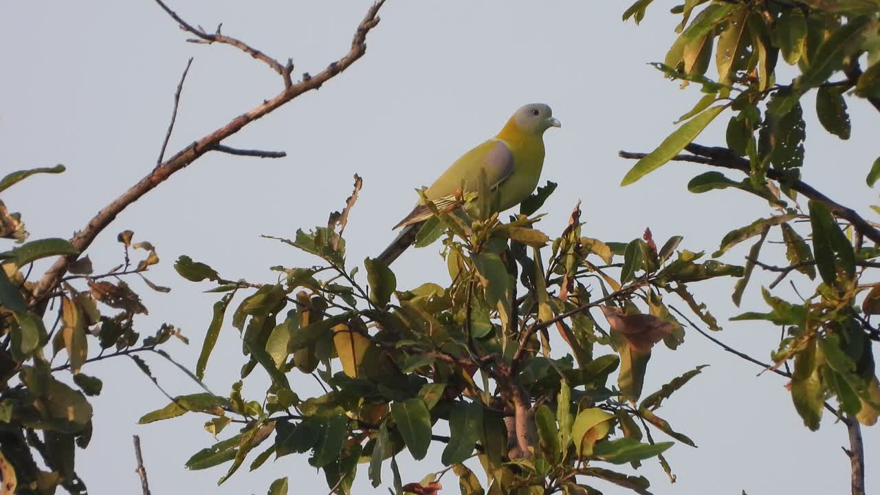 paloma esmeralda común en el árbol