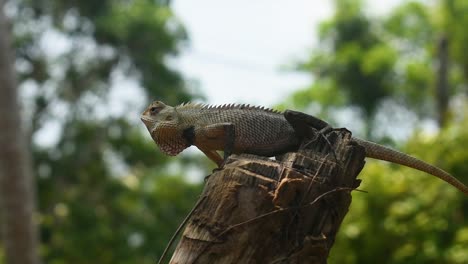 lizard in a tropical country on a cut down tree