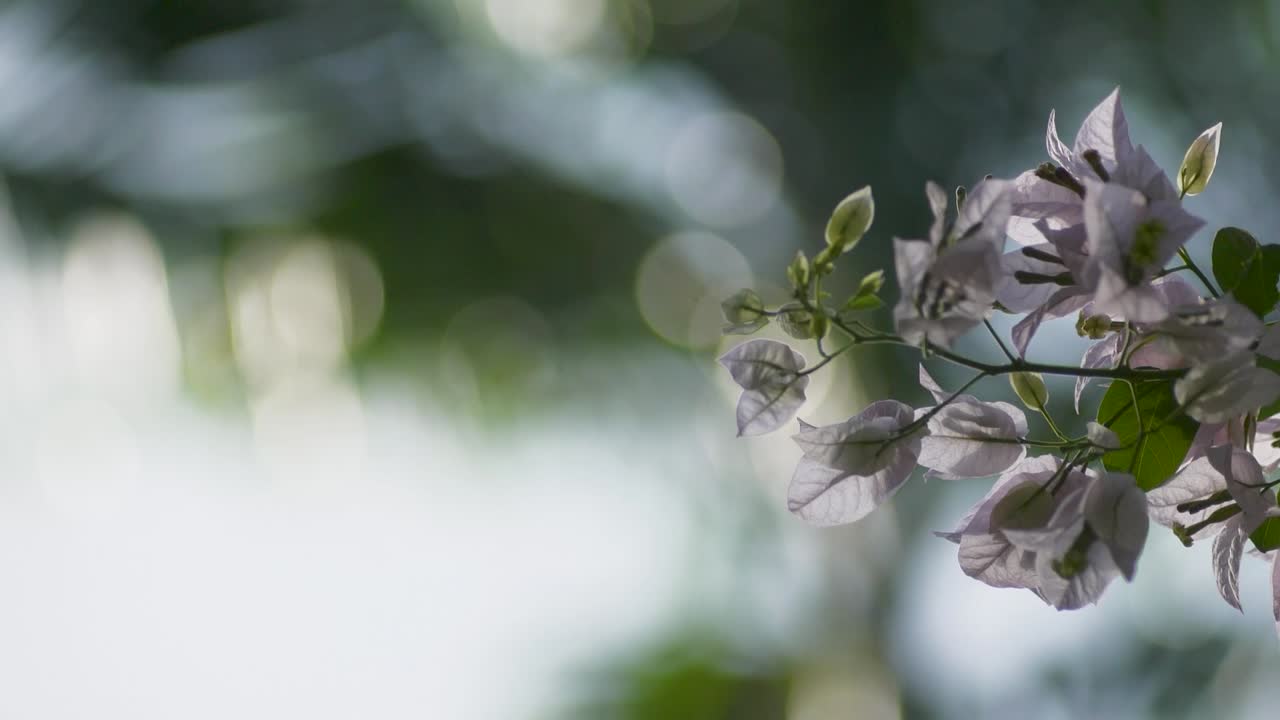 흰색과 분홍색 꽃으로 아름다운 느린 팬 봄을 닫습니다