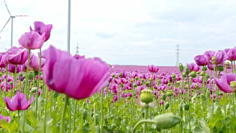 Schönes-Feld-Mit-Rosa-Mohnblumen-In-Voller-Blüte