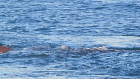 la aleta de la cola de la ballena franca del sur entra en el agua mientras se sumerge en cámara lenta