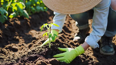 person planting a seedling in a garden