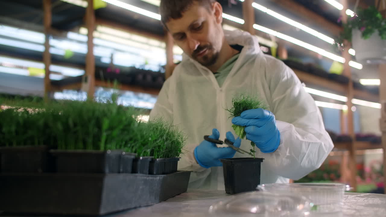 Worker Preparing Seedlings in a Greenhouse
