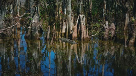 cinemagraph - seamless video loop of an alligator in the florida everglades close to miami