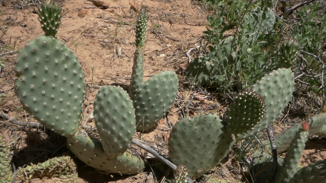 Slow reveal of native Prickly Pear Cactus, Opuntia, Zion National Park, Utah