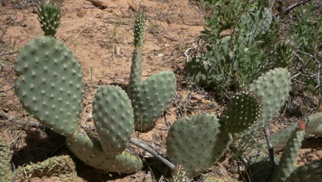 slow reveal of native prickly pear cactus, opuntia, zion national park, utah