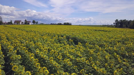 stunning aerial view of a sunflower field