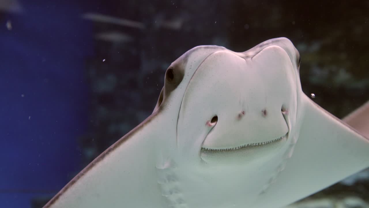 peces de raya manta en aguas azules