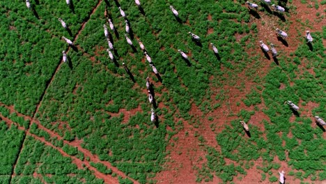 vista aérea de drones del ganado nelore en los pastos en brasil