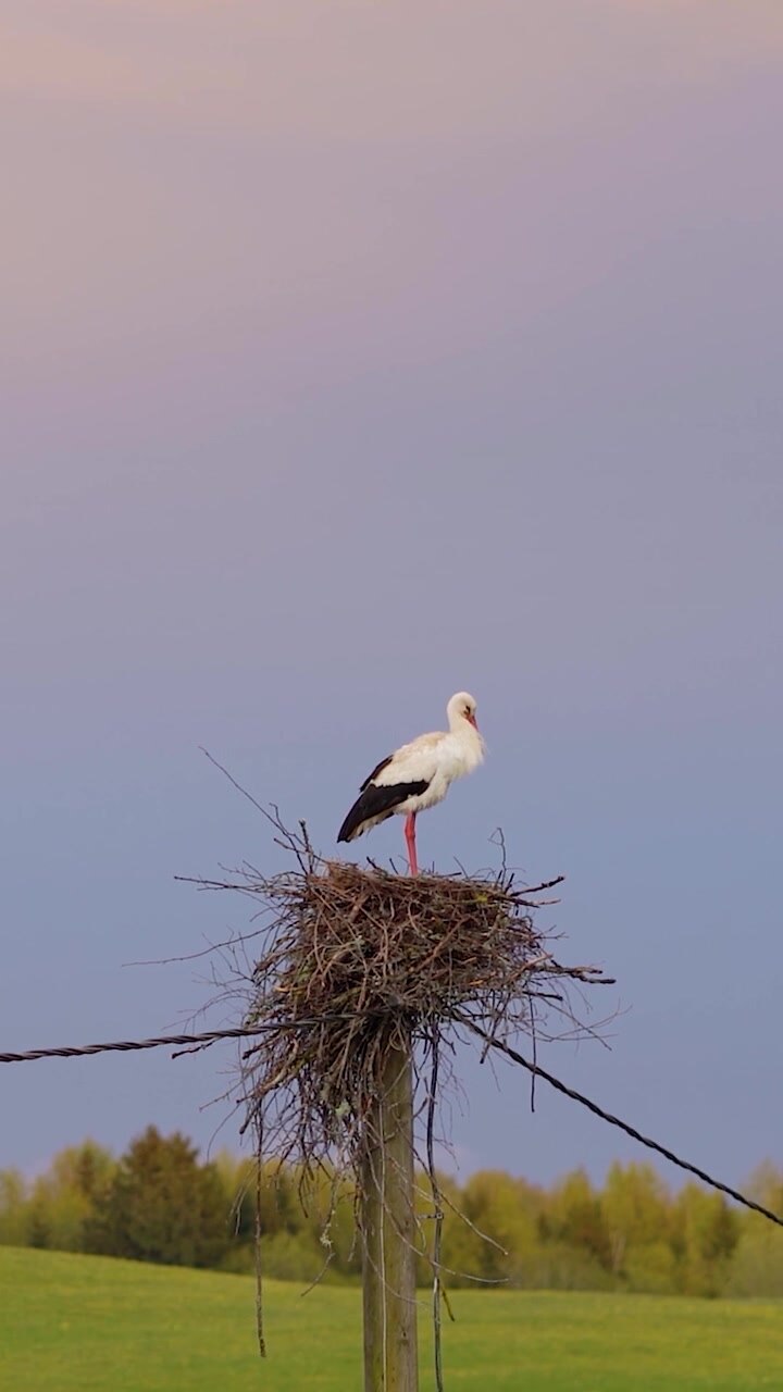 Video verticale di una cicogna bianca che sta in un grande nido di rami su un palo della corrente elettrica durante l'ora d'oro del tramonto. Bellissimo paesaggio di campagna
