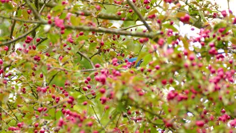 indigo bunting feasts on pink flowers of blooming tree during springtime