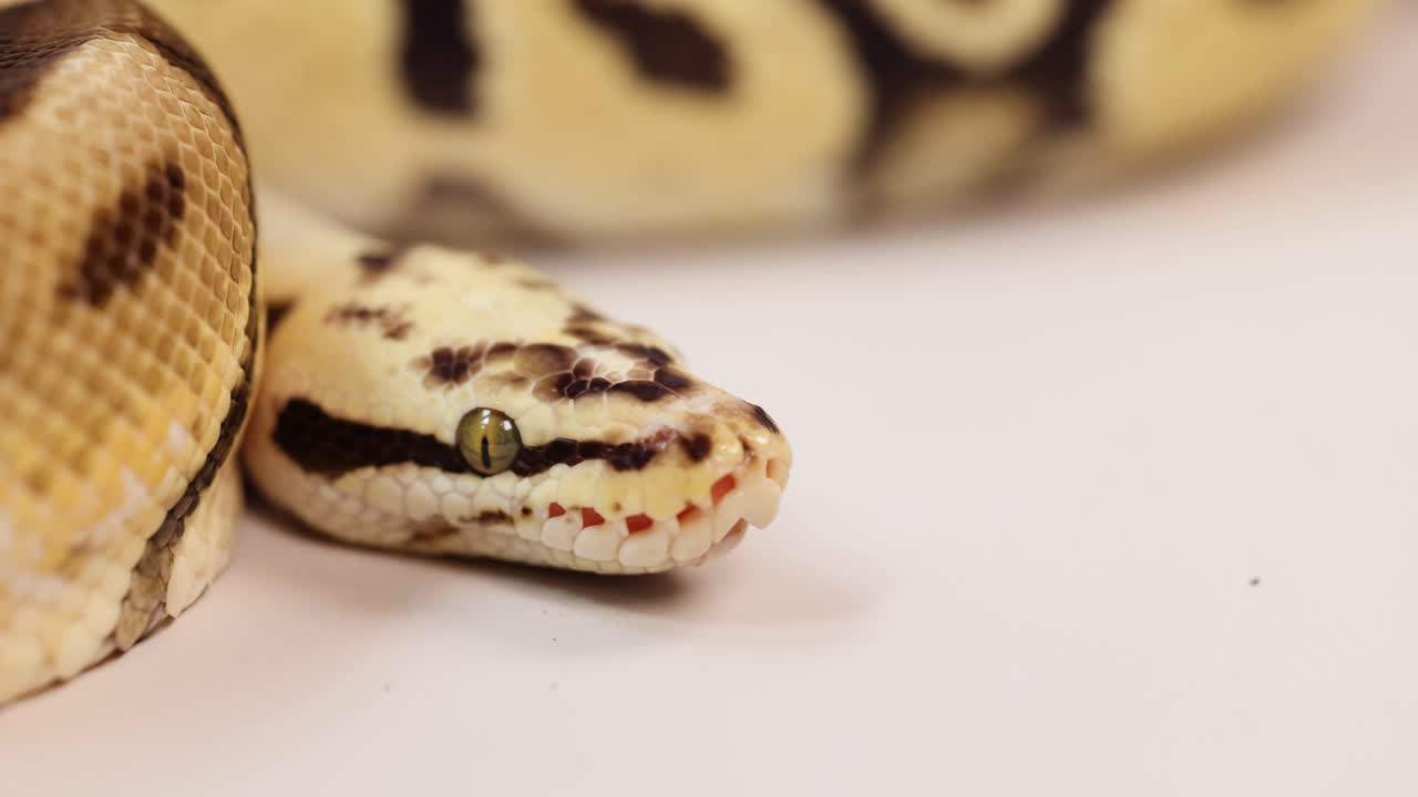 A corn snake moves slowly on a white surface, highlighting its intricate patterns and textures under soft lighting