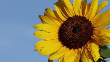 el lapso de tiempo de un girasol en flor, cielo azul claro