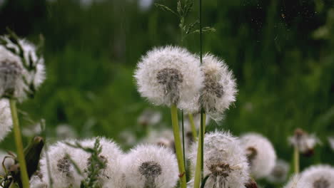 dandelions in the rain