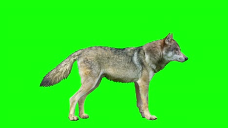 lobo aislado, varias acciones