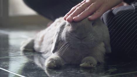 hand touching brown rabbit