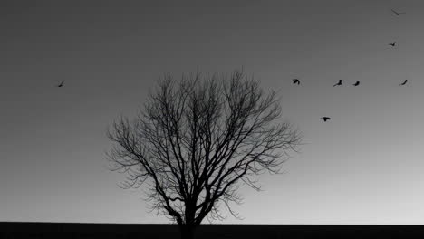 solitary tree with birds in a gray sky