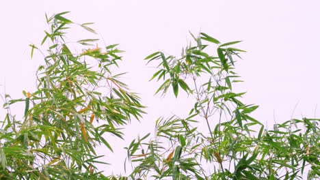 tropical green waving bamboo tree branch blowing in wind natural relax background concept with sunlight, abstract and bokeh