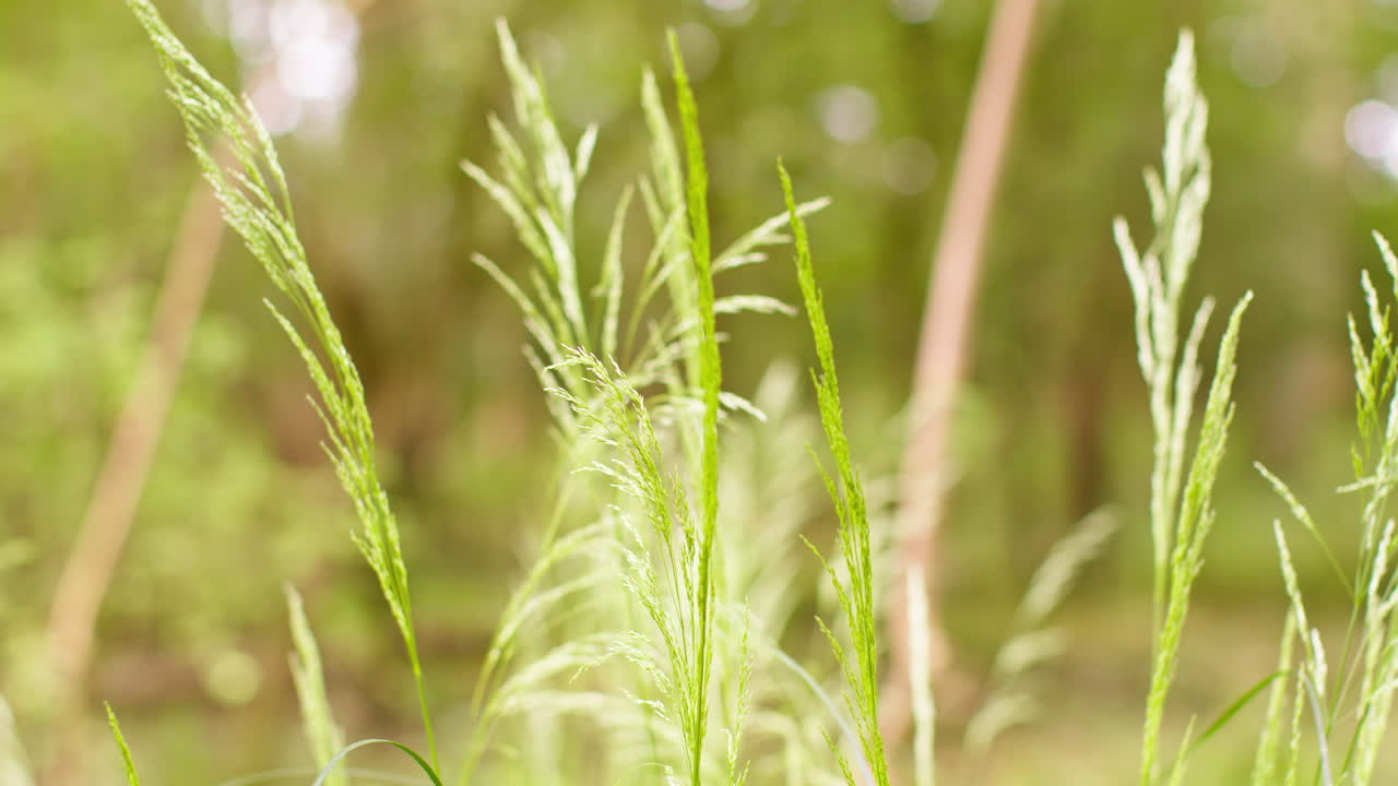 정원에서 야외에서 자라는 장식용 풀 식물의 근접 사진. 바람에 움직입니다.