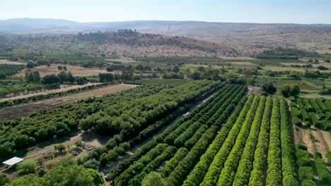 vídeo de drones de alta resolución de 4k de la aldea de she'ar yashuv en el norte de israel durante los meses de verano.