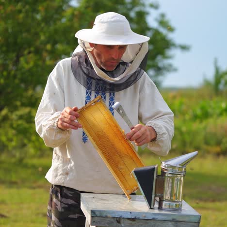 male beekeeper with hive. the beekeeper examines bees in honeycombs