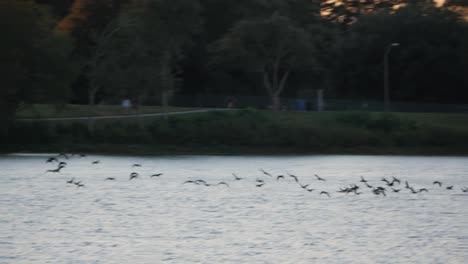 flock-of-birds-flying-by