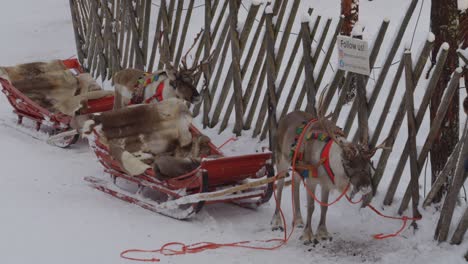 reindeer with sleds near wooden fence. santa claus village, rovaniemi, finland. close up