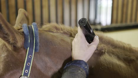 a close up shot of a groom carefully shaving the crest of a horse’s neck in a stable with clippers