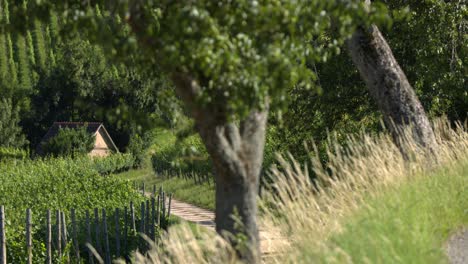 tree and grasses in foreground with vineyards in background - slomo - rack focus