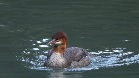 red-headed common merganser hen swims to camera in green water pond