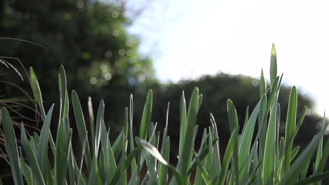 shot of a bed of young daffodils in spring