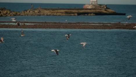 wildlife freedom, coastal scenery, bird migration, slow motion view